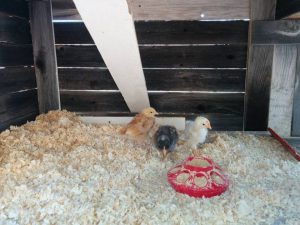 12744605_10153190325392132_2714352800363660941_n